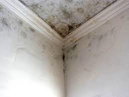 Best Commercial Mold Inspection  in Ossun, LA