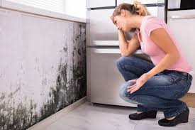 Best Mold Documentation for Insurance Claims  in Ossun, LA